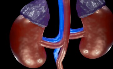 Wizualizacja nerek. Nadnercza w kolorze fioletowym