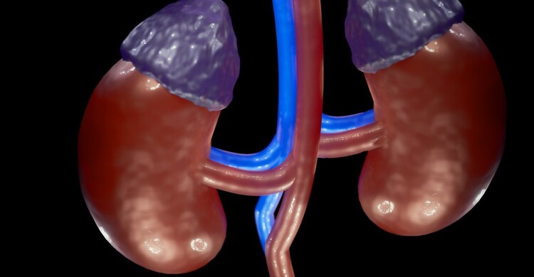 Wizualizacja nerek. Nadnercza w kolorze fioletowym